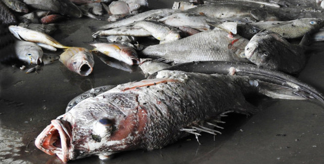 Trong khi đó, Bộ NNPTNT đã chỉ đạo phải tiêu hủy toàn bộ số cá chết hàng loạt ở 4 tỉnh miền Trung