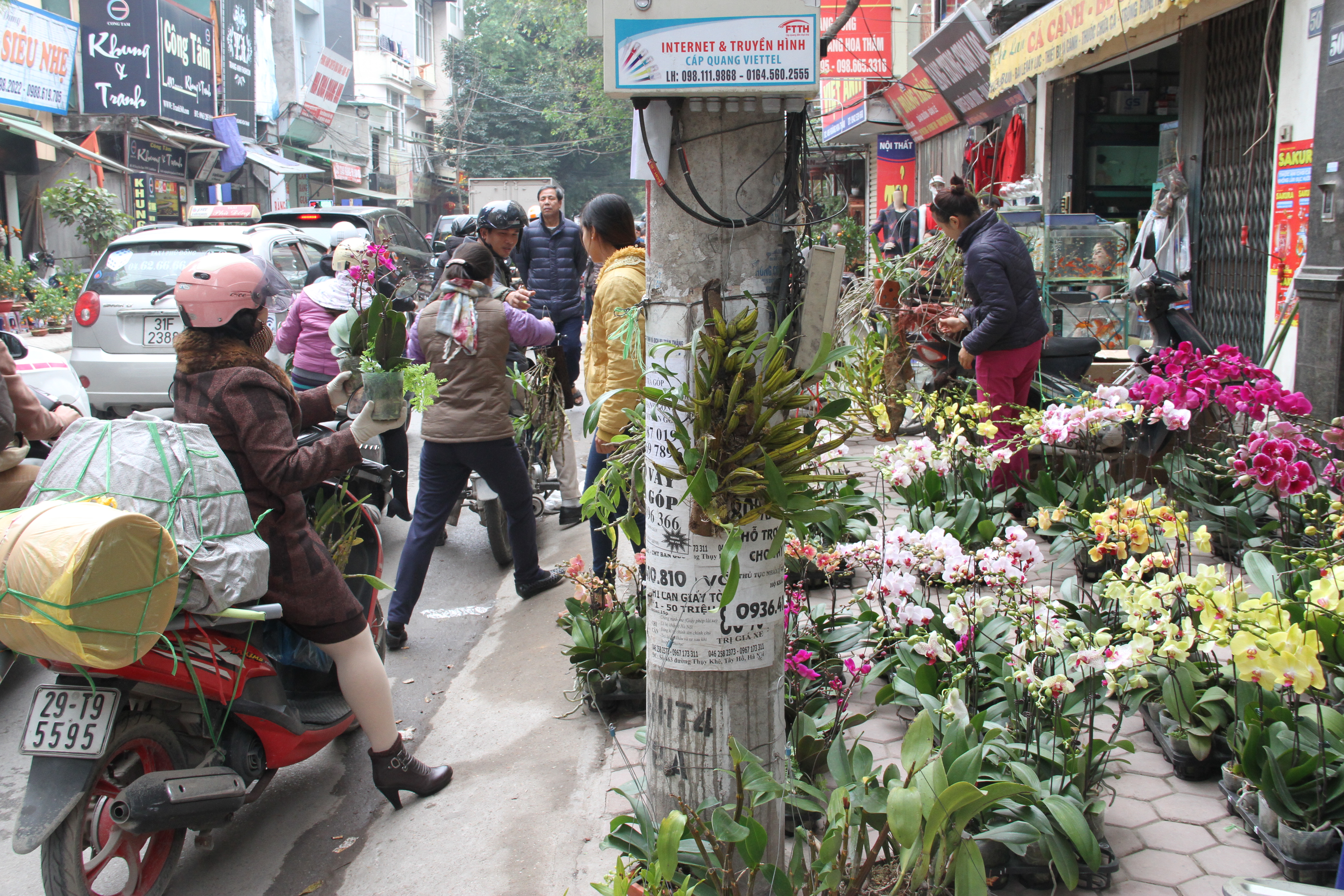 Chợ hoa Hoàng Hoa Thám khoe sắc rực rỡ đón xuân