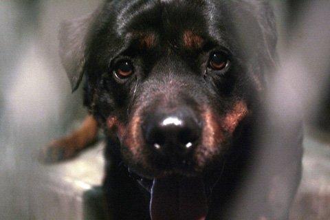 Chó và một số loại động vật khác có thể giao tiếp bằng mắt giống như con người