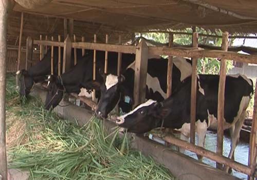 Cải tạo chuồng trại là biện pháp cần thiết để chống nóng cho bò sữa nhằm đảm bảo năng suất