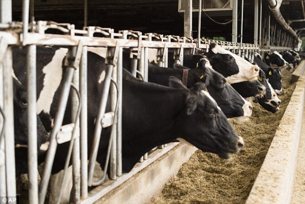 Phải đảm bảo đúng chế độ ăn để bò sữa không bị stress trong mùa nắng nóng