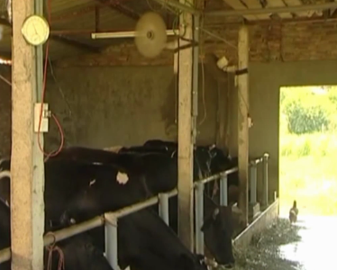 Cách giữ năng suất sữa bò trong thời tiết nắng nóng