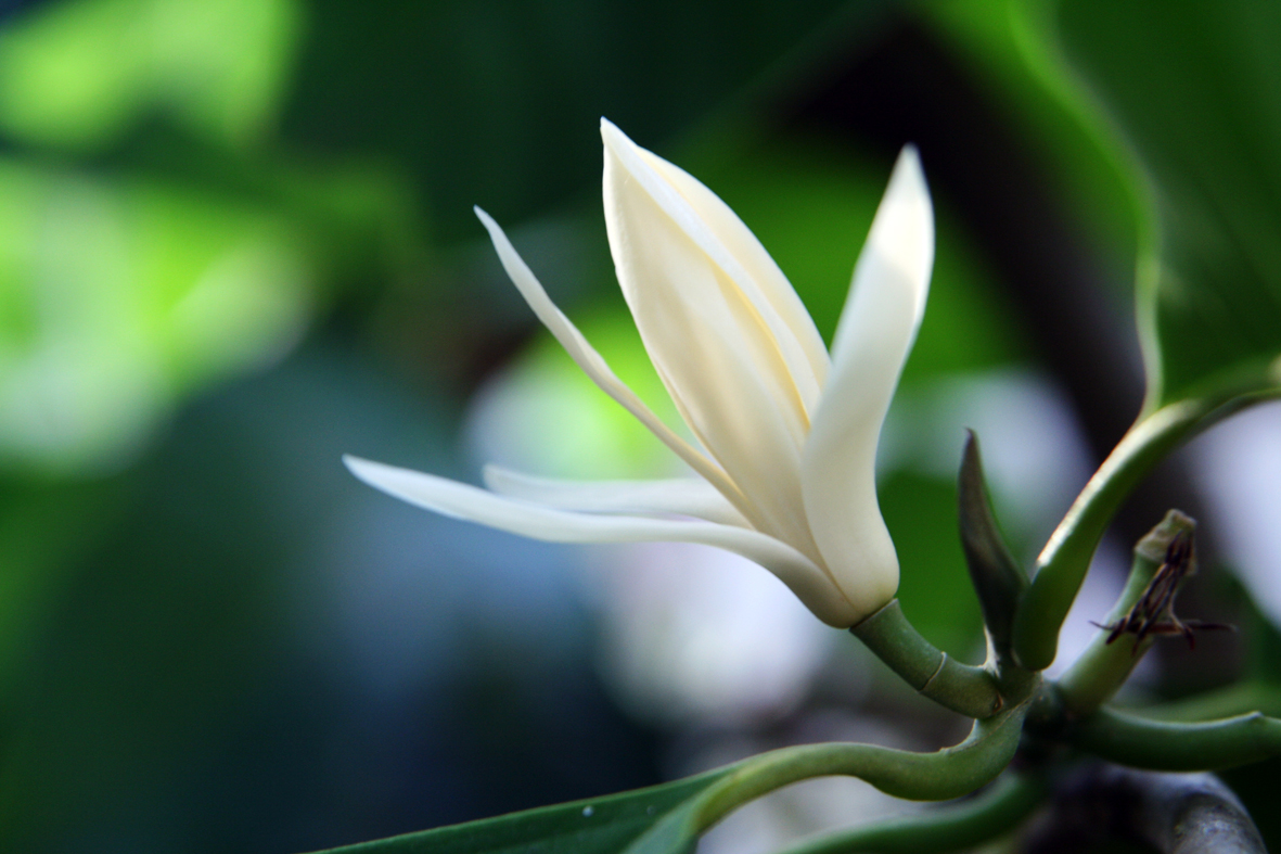Hoa ngọc lan là vị thuốc quý thường xuất hiện trong các bài thuốc chữa vô sinh nữ bằng Đông y