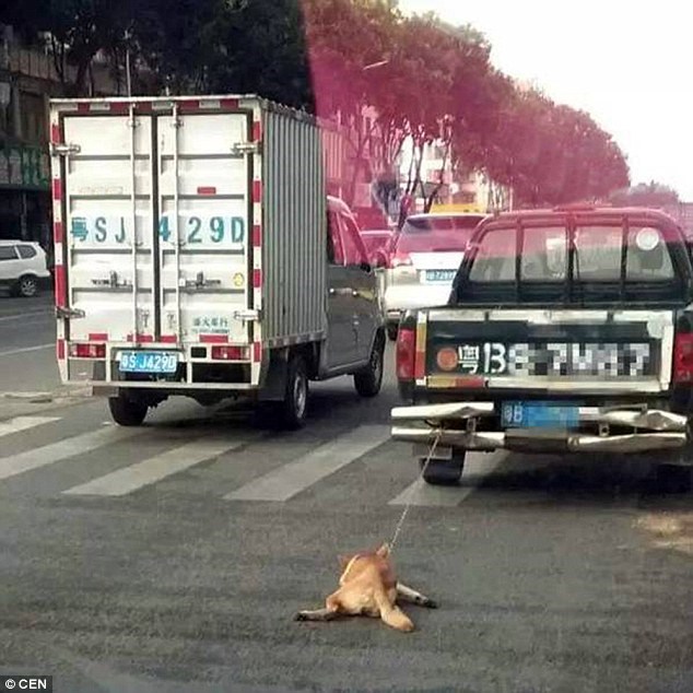 phẫn nộ chú chó bị kéo lê đến chết ở Trung Quốc 