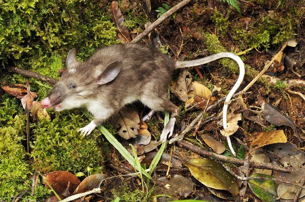 Chuyện lạ có thật về chuột có lông 'chỗ ấy' dài nhất thế giới