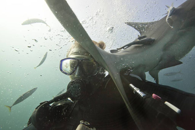 Việc chụp ảnh tự sướng giữa một đàn cá mập là việc không phải ai cũng dám làm