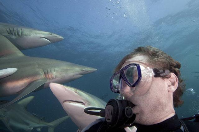 Aaron cho biết việc chụp ảnh tự sướng giữa một đàn cá mập là không quá nguy hiểm.