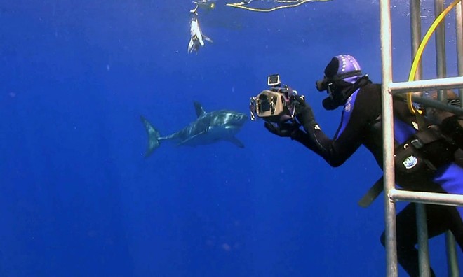Chụp ảnh tự sướng cùng cá mập là việc không phải ai cũng dám thử
