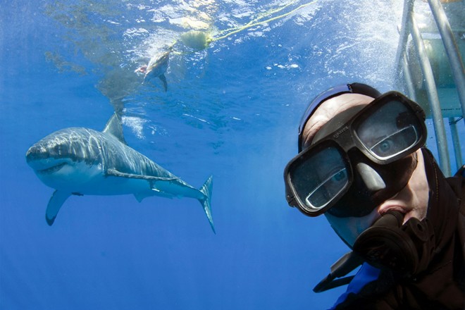Một trường hợp mạo hiểm chụp ảnh cùng cá mập trắng là nhiếp ảnh gia Peter Verhoog