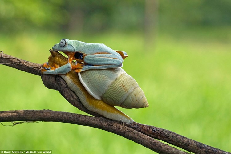 Chú ếch tinh ranh ngồi chễm chệ trên lưng ốc sên