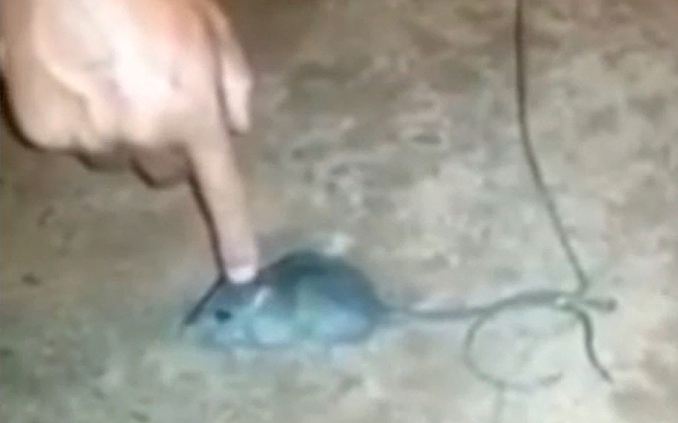 Hình ảnh con chuột được huấn luyện để vận chuyển ma túy trong nhà tù Barran de Grota, Brazil
