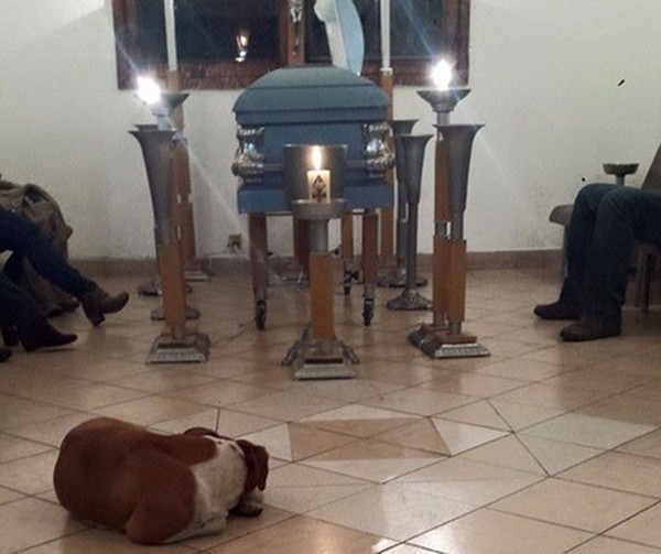 Chuyện lạ về đám tang người phụ nữ Mexico xuất hiện đàn chó hoang đến viếng