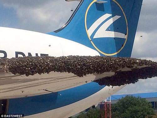 Chuyện lạ hàng nghìn con ong bám đặc lên thân máy bay khiến nhiều hành khách hoảng sợ