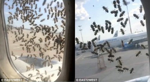 Dù vậy, ngành hàng không cũng từng ghi nhận không ít hiện tượng lạ ong ‘tấn công’ máy bay
