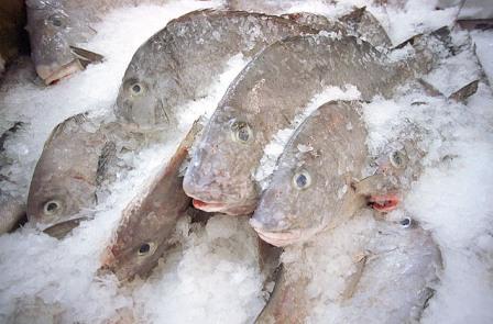 Chuyện lạ về loài cá đông lạnh hồi sinh trở lại gây xôn xao mọi ngườia