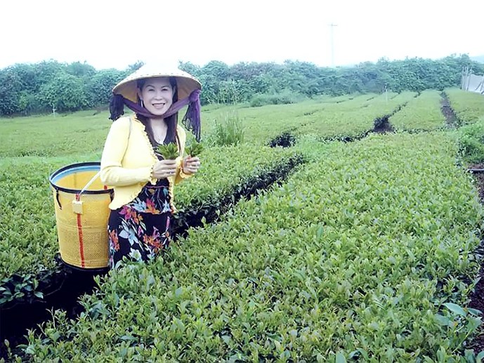 Chân dung bà Hà Linh, giám đốc Công ty trà Oolong Hà Linh