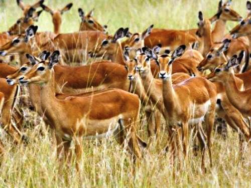 Khu bảo tồn động vật hoang dã Highland Safari dự kiến mở cửa vào năm 2020