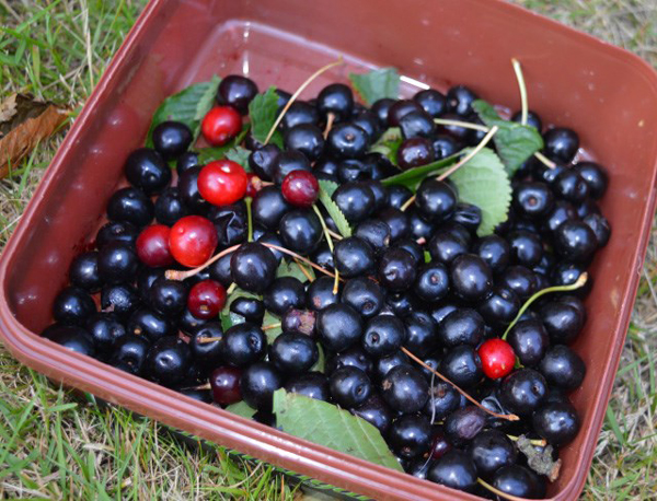 Cây anh đào đen có trái rất mọng nước, có giá trị dinh dưỡng cao tốt cho sức khỏe... 