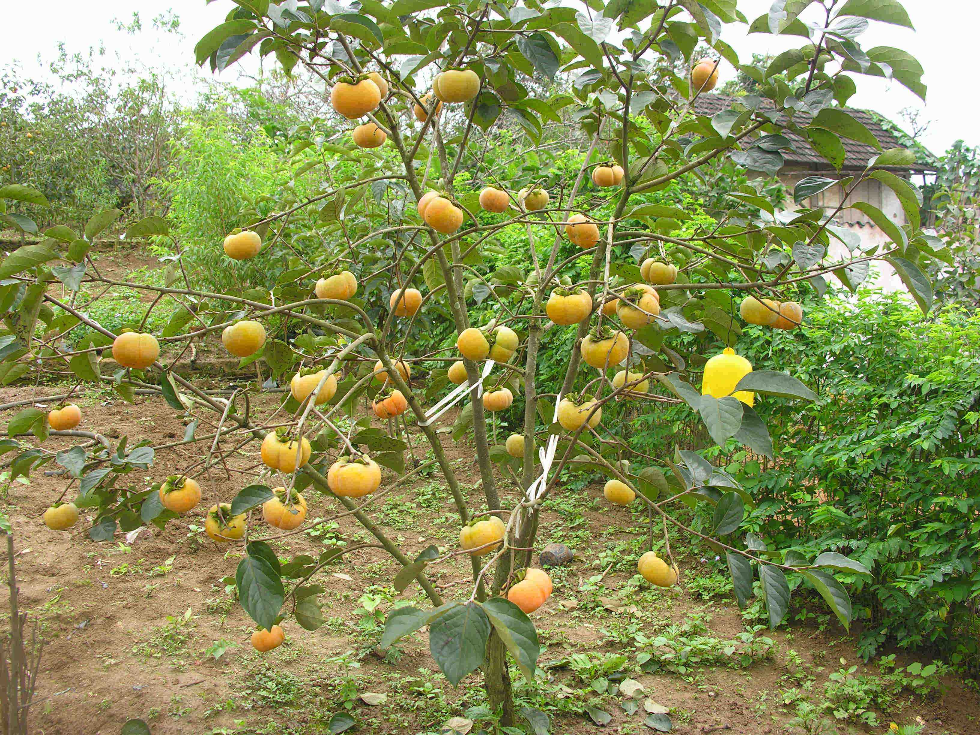 Kỹ thuật trồng hồng giòn cho năng suất cao