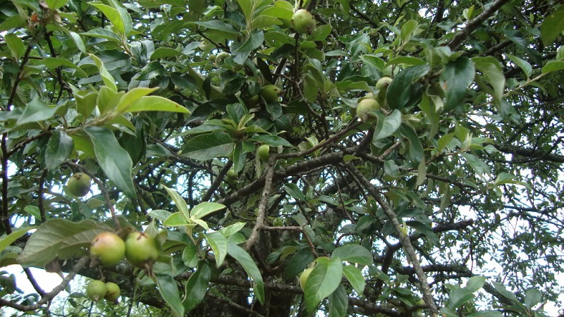 Kỹ thuật trồng táo mèo cho năng suất cao