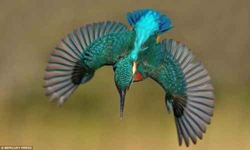 Mất 6 năm với hơn 700.000 tấm ảnh, nhiếp ảnh gia mới chụp được một bức ảnh ưng ý cho mình. Đây là bức ảnh vô cùng đặc biệt.