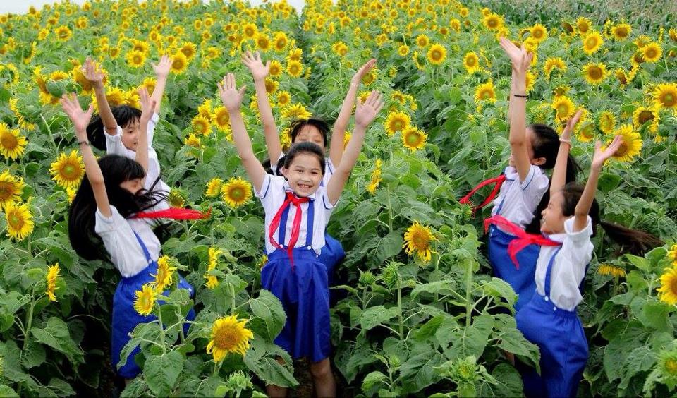 Giới trẻ háo hức với 4 cánh đồng hoa hướng dương tuyệt đẹp