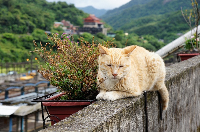 Ngôi làng toàn mèo độc đáo ở Đài Loan