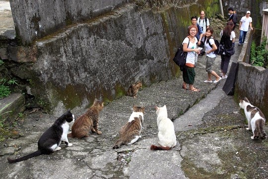 Ngôi làng toàn mèo độc đáo ở Đài Loan