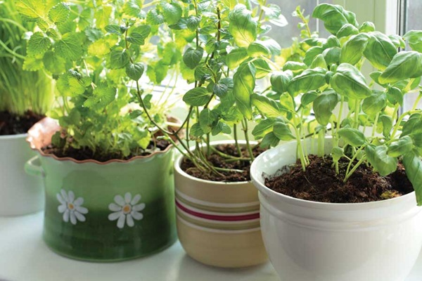 Thật đơn giản để trồng rau gia vị trong nhà