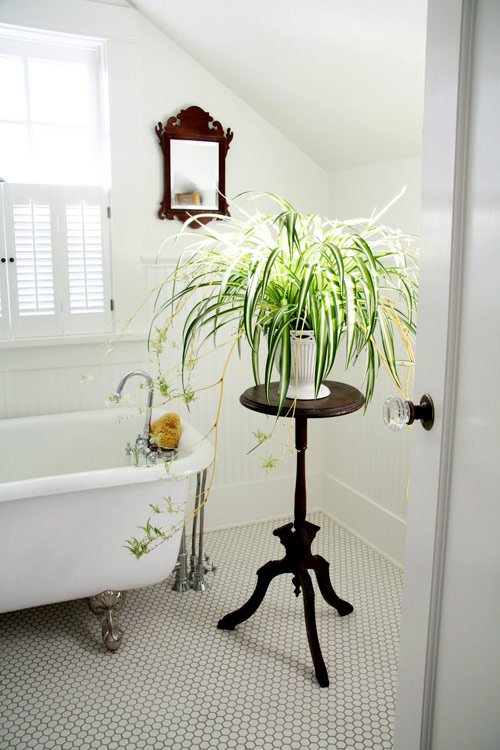 Những loại cây thích hợp mà bạn nên trồng trong phòng tắm 