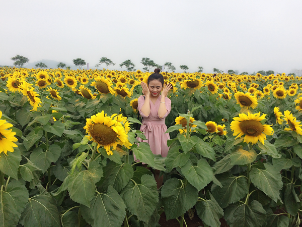 Một bước tới thiên đường hoa mặt trời đẹp nhất Việt nam