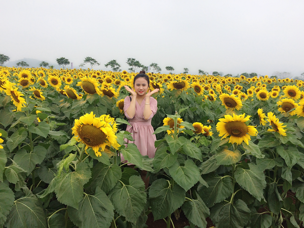 Một bước tới thiên đường hoa mặt trời đẹp nhất Việt nam