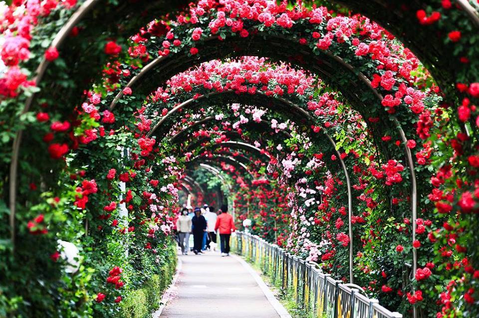 Cùng tham dự Lễ hội hoa hồng lớn nhất Việt Nam tại Hà Nội