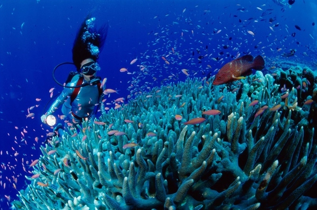 6 địa điểm lặn biển ngắm san hô đẹp nhất Việt Nam