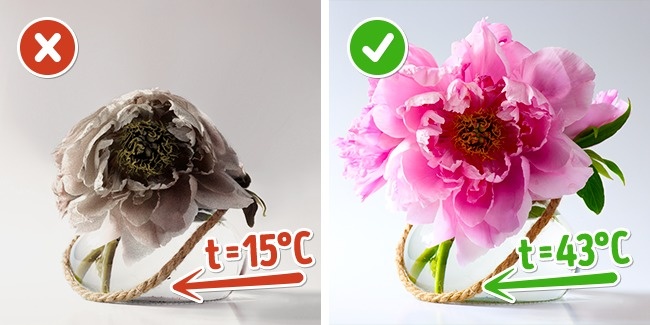 10 cách đơn giản giữ hoa 'lâu nhất có thể'