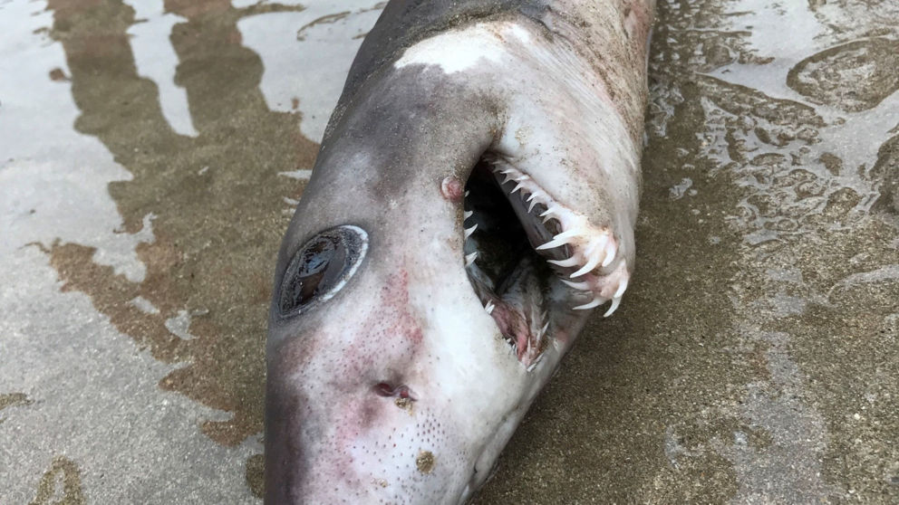  Lần đầu tiên phát hiện cá mập hình thù kỳ dị trôi dạt vào bờ biển nước Anh. Ảnh: Telegraph