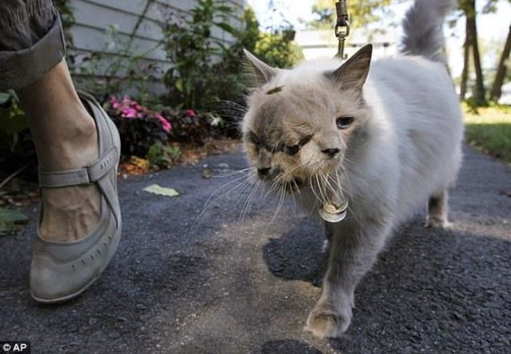 xuat-hien-chu-meo-hai-mat-ky-di-vua-chao-doi-o-trung-quoc