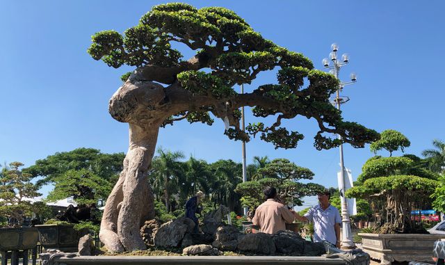 quang-ngai-me-man-voi-cay-duoi-co-gia-35-ty-dong-tai-trien-lam-sinh-vat-canh