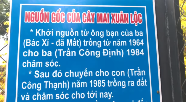 ngam-cay-mai-vang-co-thu-55-tuoi-doc-nhat-vo-nhi-o-dong-nai