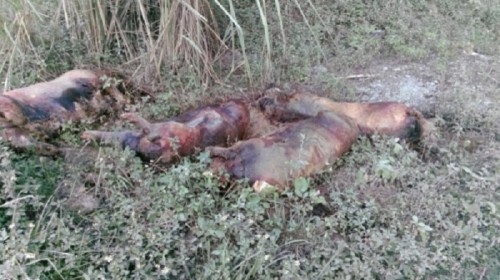 Xác lợn chết thối bầm tím vất chất đống ở ven đường gây ảnh hưởng người dân.