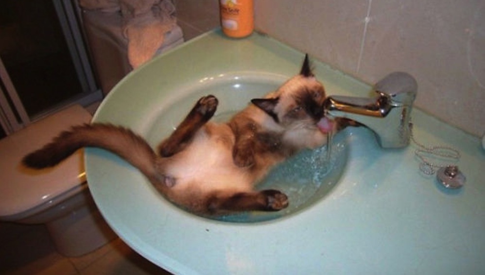 Đến những chú mèo cũng phải nhảy vào bồn nước