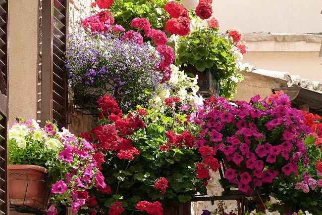 Ngỡ ngàng trước thị trấn ngập sắc hoa đẹp như tranh vẽ ở Italia