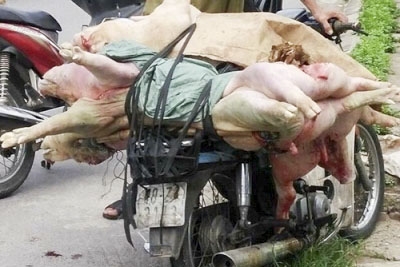 Xe chở hơn 1 tạ lợn chết trên đường tiêu thụ bị lực lượng chức năng xã Hải Hà bắt giữ.