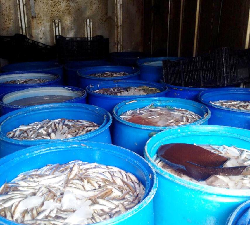 Hơn 1,5 tấn cá thối chuẩn bị chở đi tiêu thụ bị bắt.