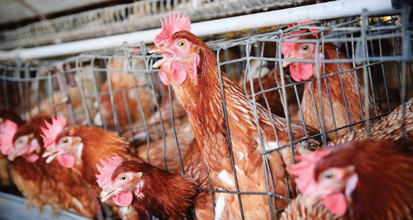 100 mẫu thịt gà được kiểm tra đều chứa chất gây ung thư arsenic trong gan