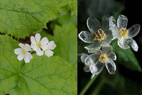Cánh hoa màu trắng trong điều kiện bình thường (trái) và dạng trong suốt khi tiếp xúc với nước mưa