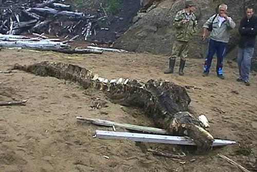 Bộ xương dài của sinh vật kỳ lạ được phát hiện ở Nga