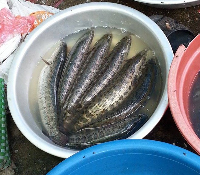 Phân biệt cá quả Trung Quốc và Việt Nam thông qua hình dạng và chất lượng của cá