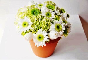 Với chậu đất nung lớn, cắm xen với hoa cẩm tú cầu cùng tông màu. Như vậy, những bông cúc trắng điểm xuyết sẽ được nổi bật hơn.