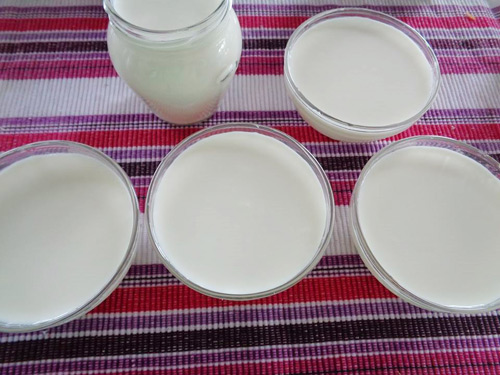 Đổ hỗn hợp sữa chua vào từng hũ hay chén thủy tinh nhỏ sạch, đậy nắp lại. Xếp các hủ này vào khay, phủ khăn ấm vắt khô lên khay sữa. Để khay sữa vào lò ủ khoảng 7 – 8 tiếng cho sữa lên men. Sau đó mới cho vào ngăn mát tủ lạnh cho sữa cứng hơn.